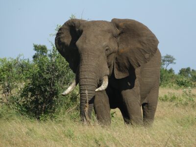 Fotoreis Zuid-Afrika - kruger national park - olifant