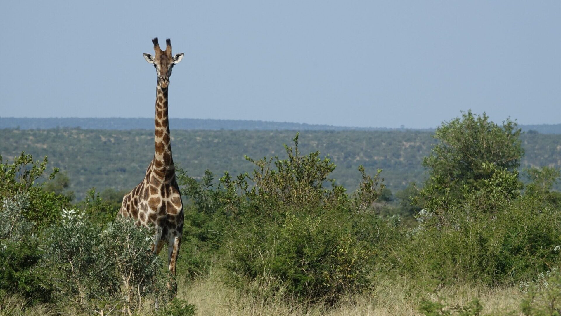 Fotoreis Zuid-Afrika - kruger national park - giraffe