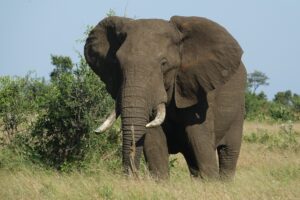 Fotoreis Zuid-Afrika - kruger national park - olifant