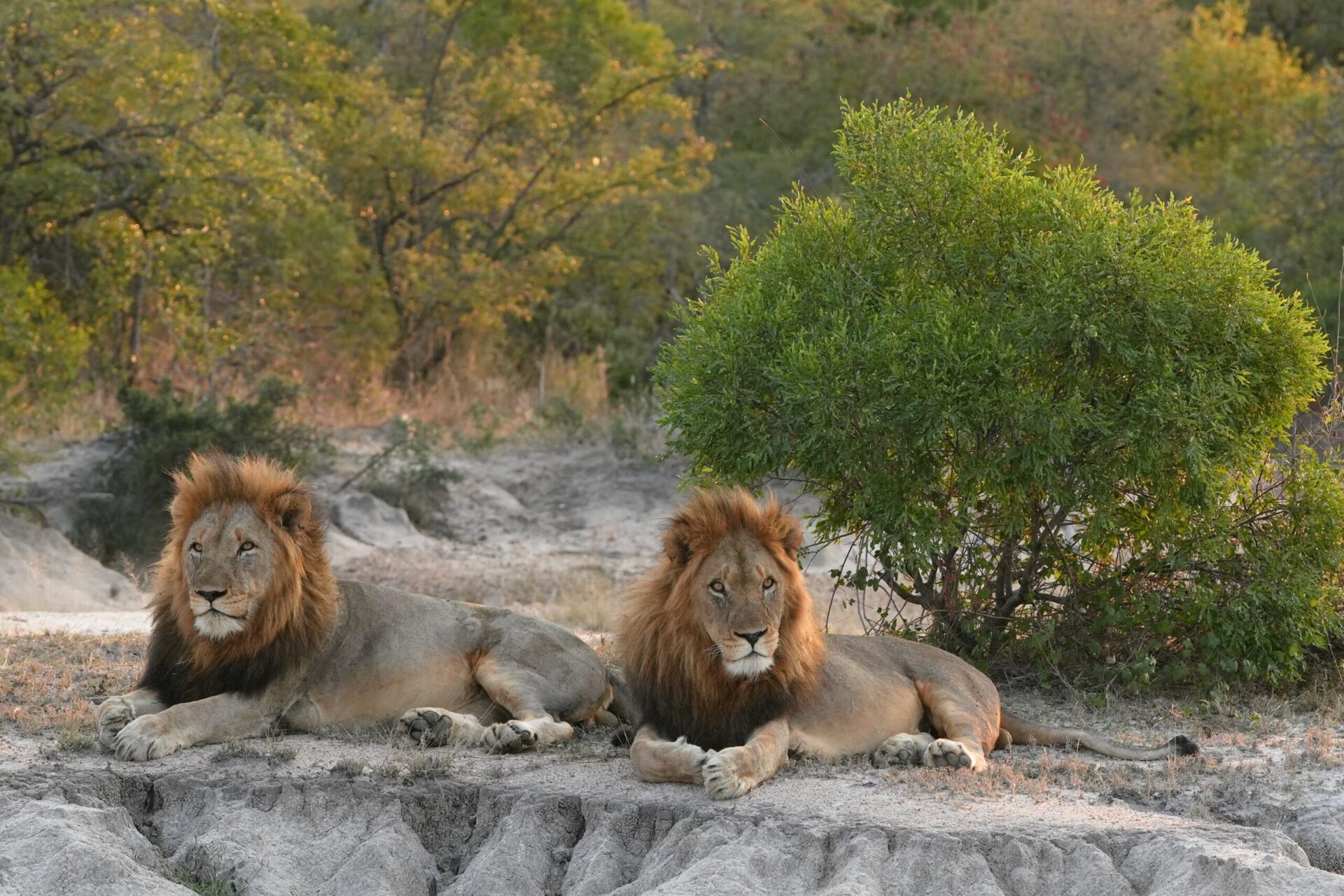 Fotoreis Zuid-Afrika - twee leeuwen