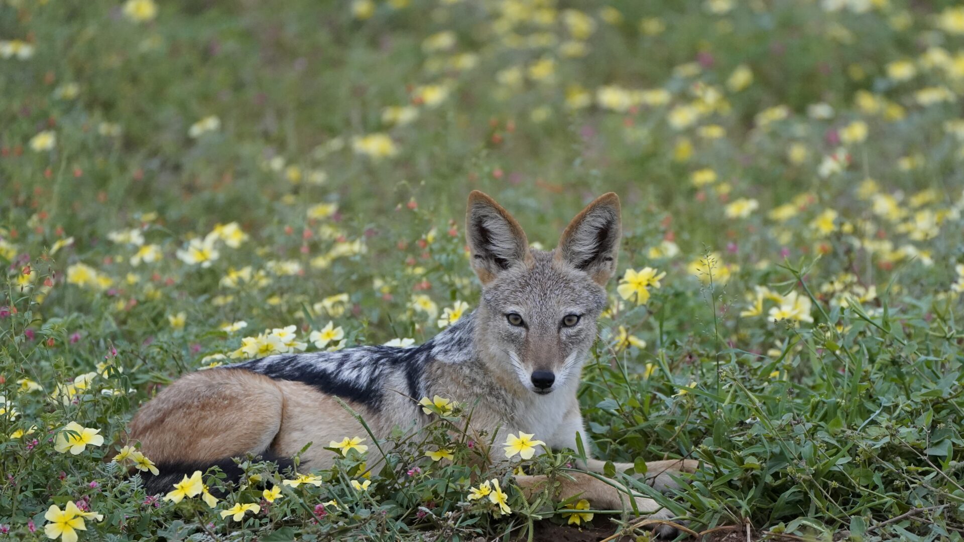 The Travel Captains - fotoreis Botswana