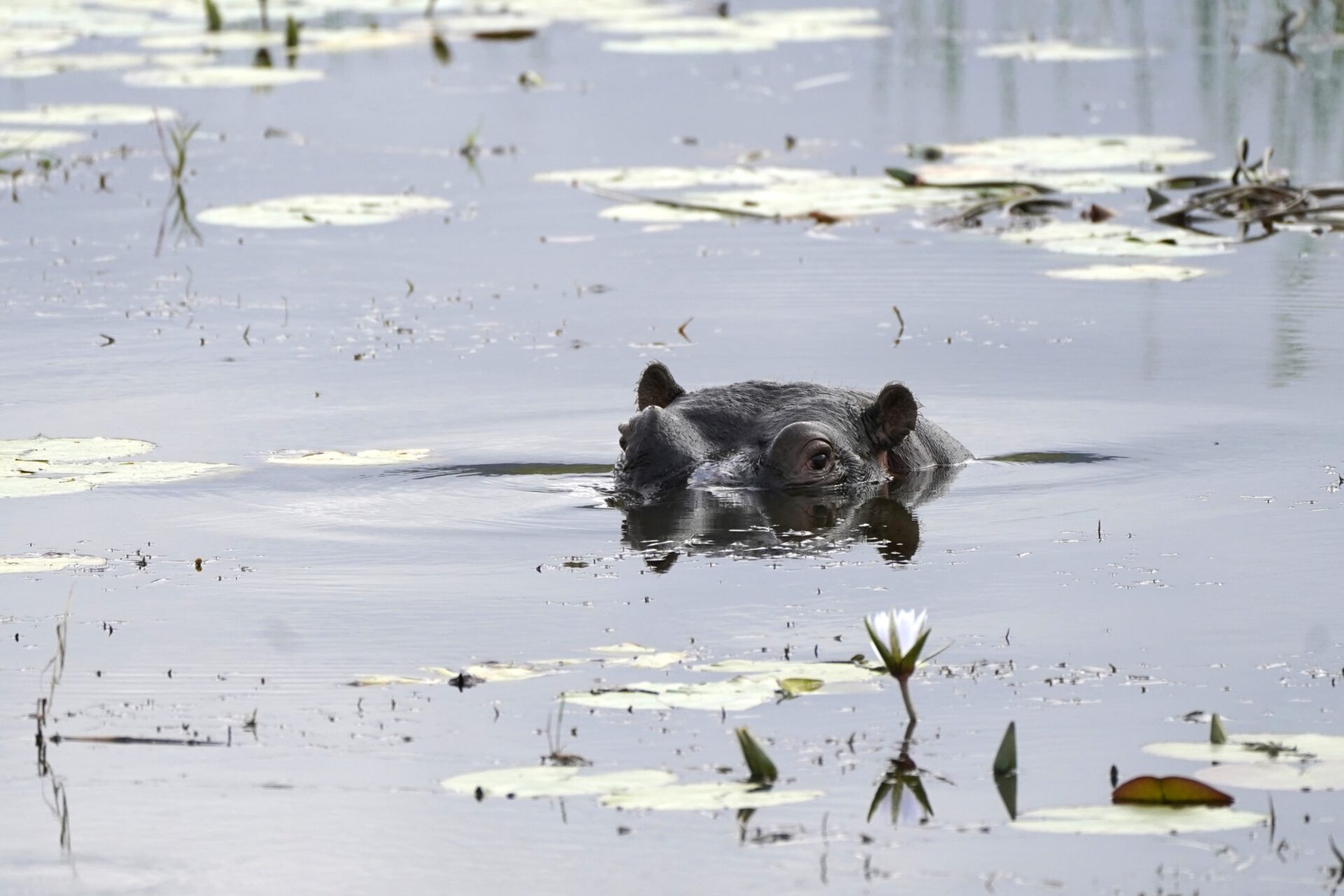 The Travel Captains - fotoreis Botswana