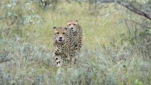 - The Travel Captains The Travel Captains - fotoreis Botswana