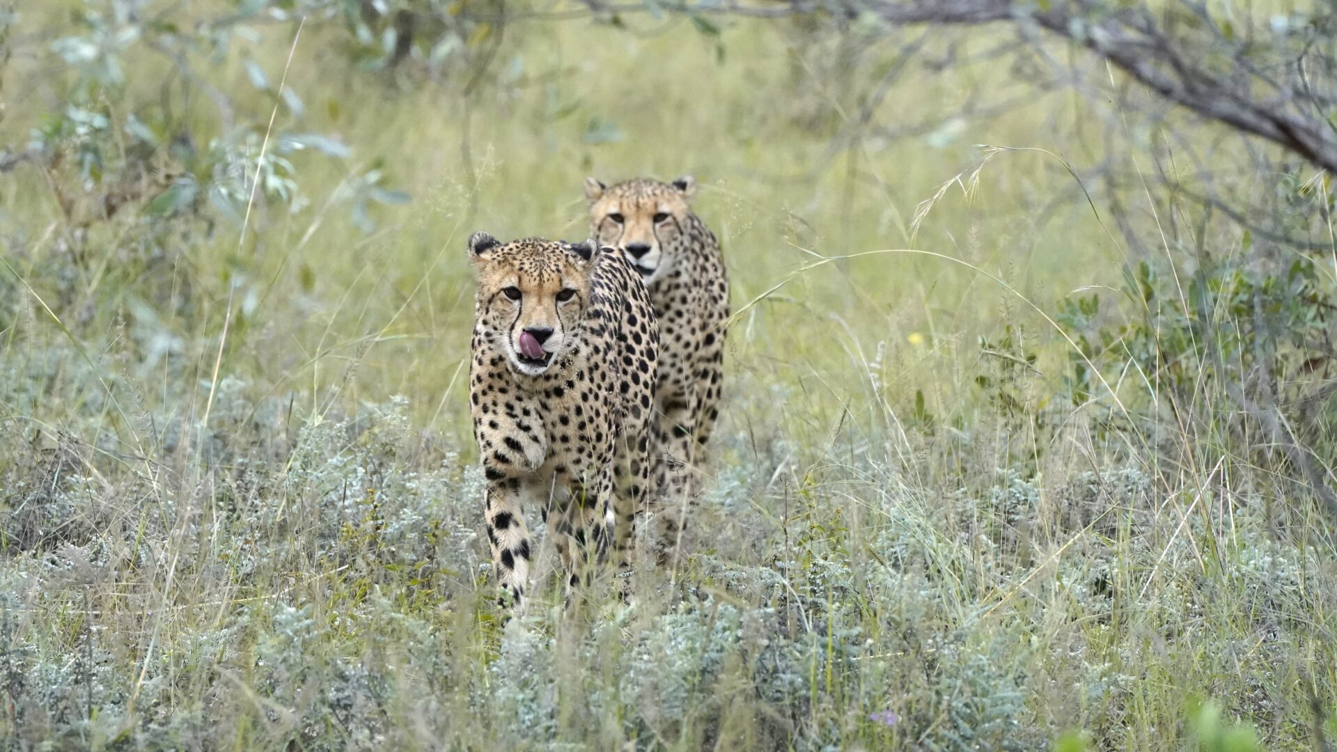 The Travel Captains - fotoreis Botswana
