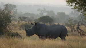 - The Travel Captains The Travel Captains - Fotoreis Zuid-Afrika - neushoorn