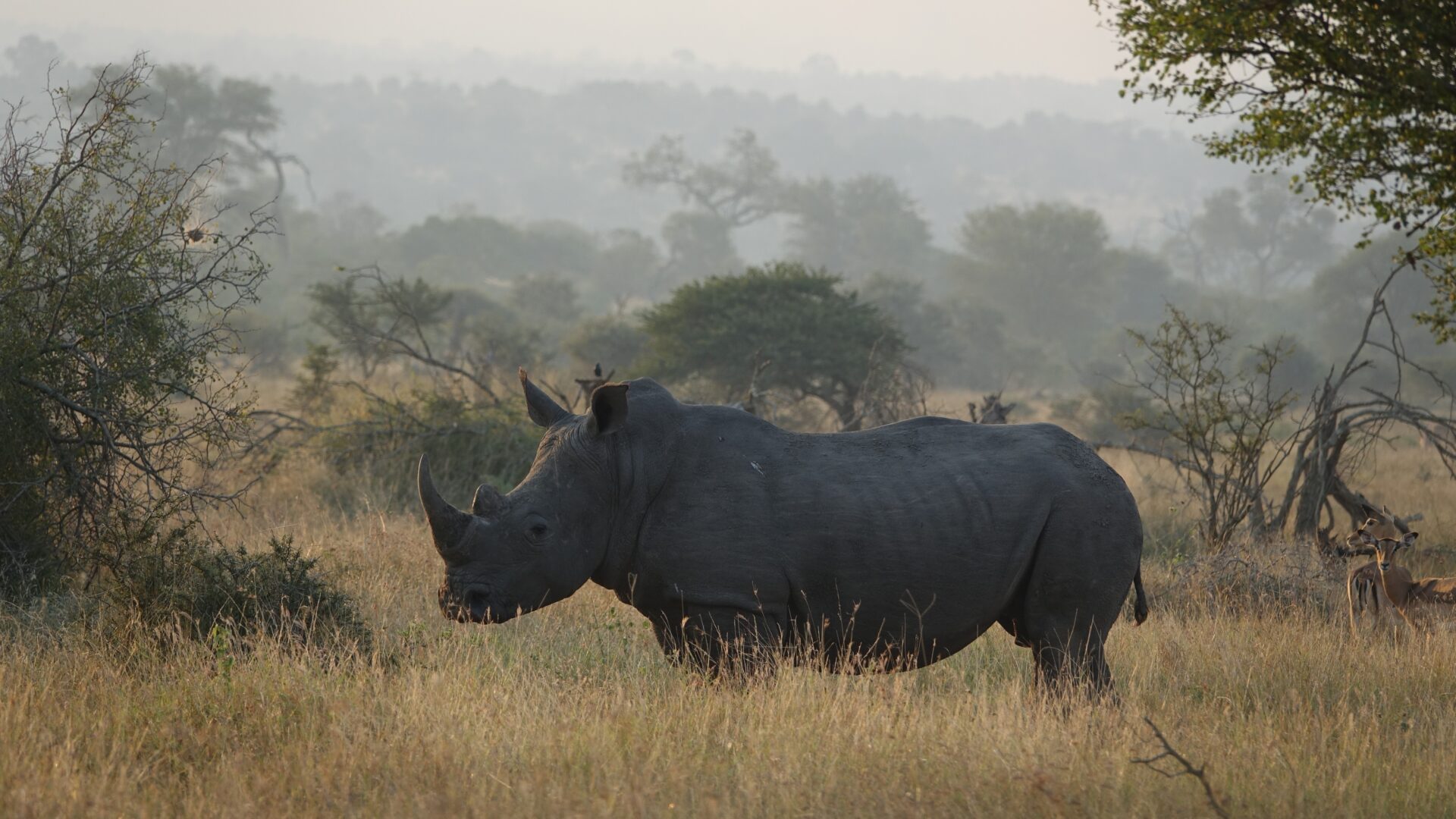 The Travel Captains - Fotoreis Zuid-Afrika - neushoorn