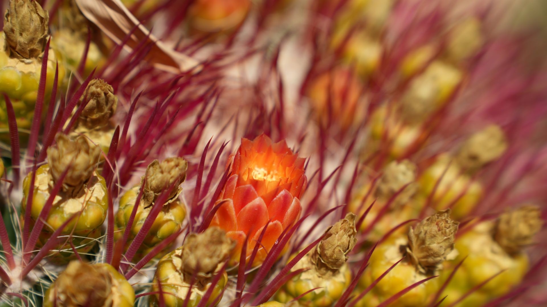 The Travel Captains - Fotoreis Marokko