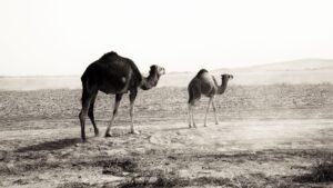 - The Travel Captains The Travel Captains - Fotoreis Marokko