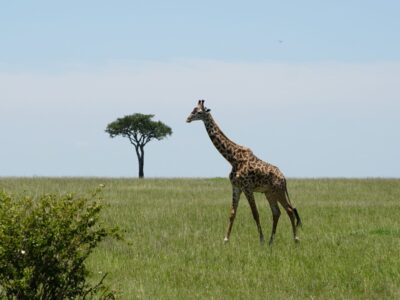 - The Travel Captains Giraffe walking across a grassy savannah with a lone tree and blue sky in the background.