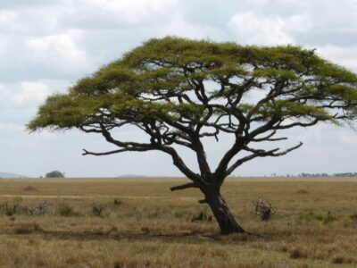 - The Travel Captains 